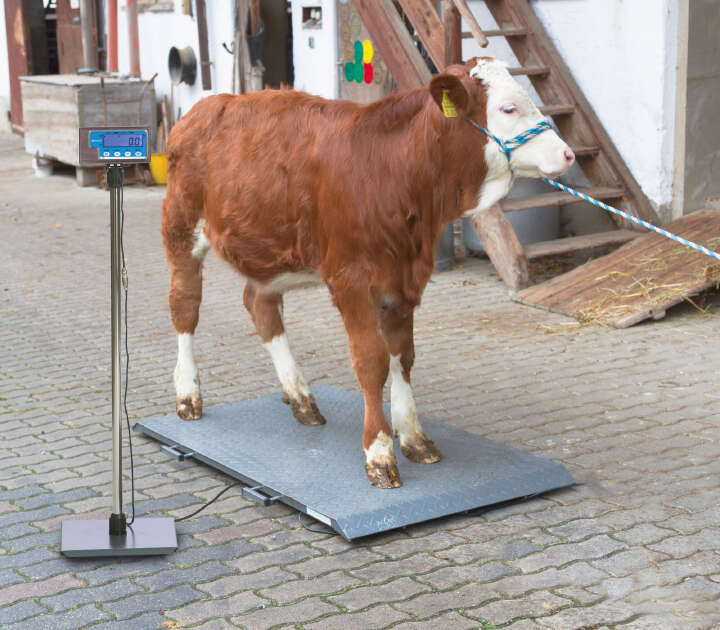 KERBL Tierwaage PS 2000 bis 1000 kg